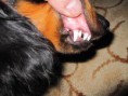 /album/a2-3-2011-trhani-zoubku/a004-jpg11/