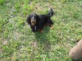 /album/zkousky-vloh-21-5-2011/a074-jpg1/
