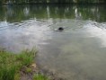 /album/uz-umim-plavat-22-5-2011/a100-jpg/