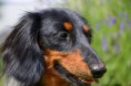 /album/fotogalerie-12-6-2011/dsc-0080-jpg/