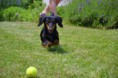 /album/fotogalerie-12-6-2011/dsc-0106-jpg/